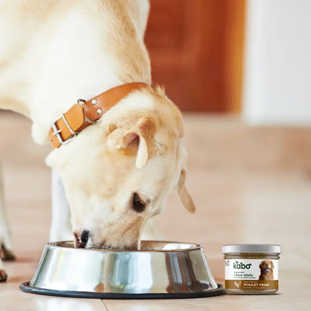 Pâtée pour chien - poulet frais