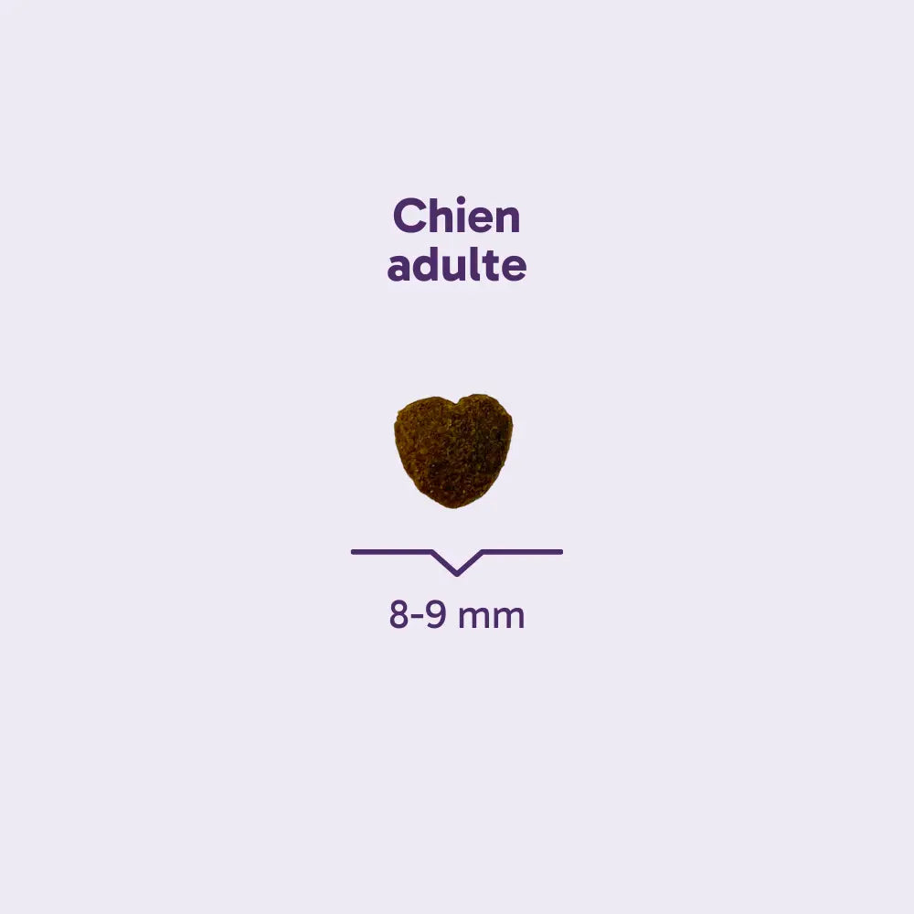Friandises chien adulte ou senior