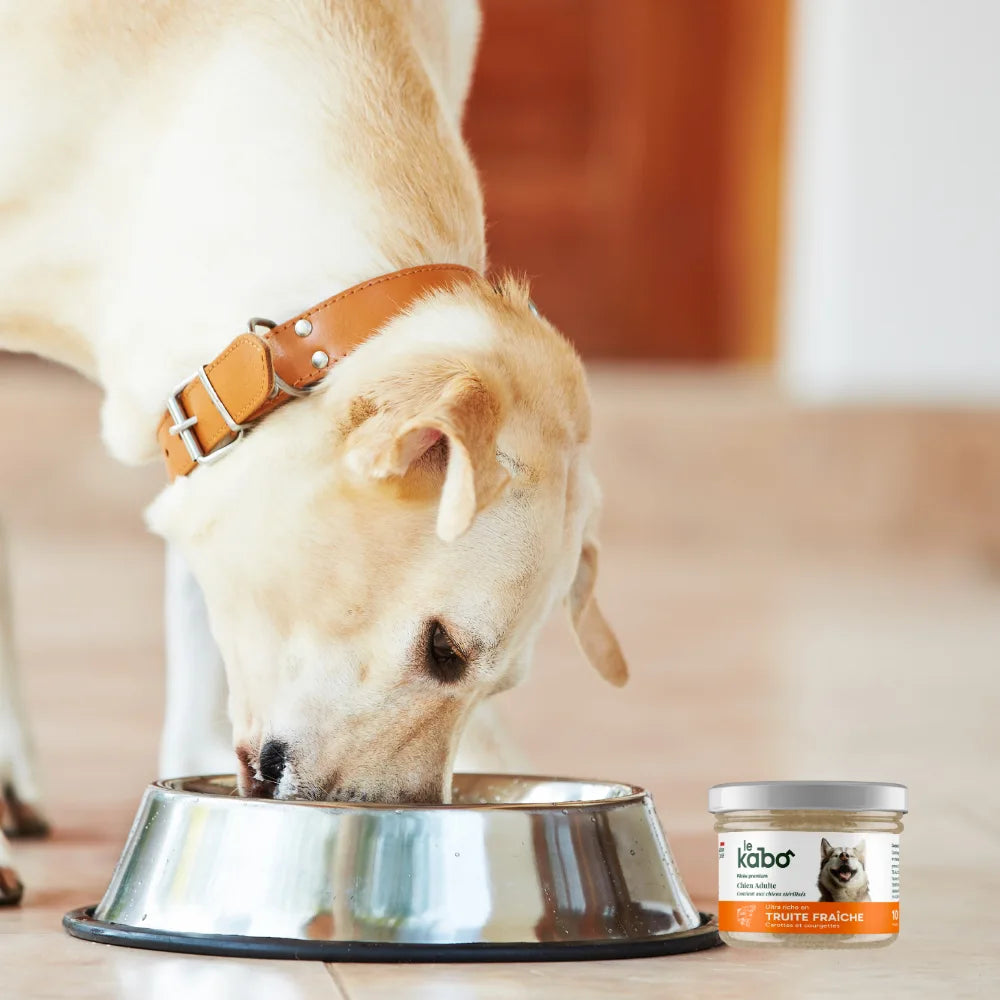 Pâtée pour chien - truite fraiche