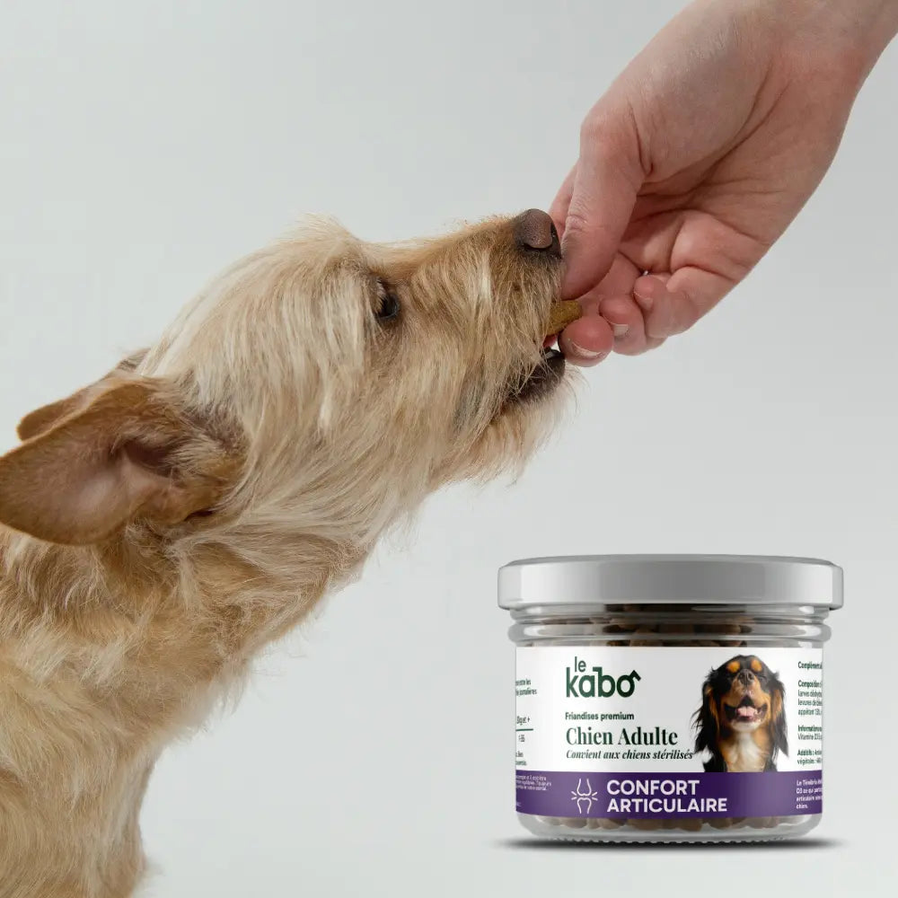 Friandises chien adulte ou senior